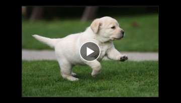 Labrador retriever Puppy 35 days old - lab small baby puppies Labrador retriever Puppy 35 days old - lab small baby puppies