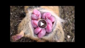 Crazy Ways Animals Give Birth
