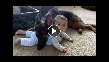 German Shepherd Protects Babies and Kids Compilation - The best Protection Dogs