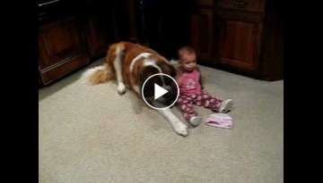 big dog hits baby in the head