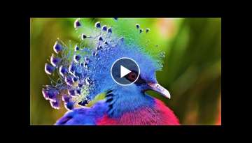 10 Most Beautiful Birds on Planet Earth