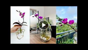 Strange idea Growing Orchids in water, improving indoor living space Strange idea Growing Orchids in water, improving indoor living space