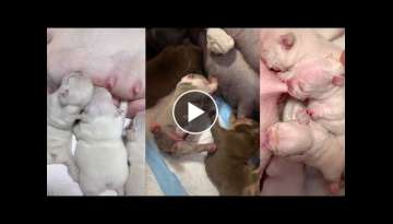 The newborn puppies Show|Newborn puppies are nursing