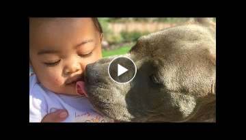 Cute Pitbull and Baby Compilation NEW