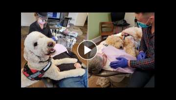 Therapy Dog Helps Dental Patients Get Over Their Anxiety