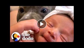 Pittie Does The Sweetest Thing When His Baby Sister Cries | The Dodo Pittie Nation Pittie Does The Sweetest Thing When His Baby Sister Cries | The Dodo Pittie Nation