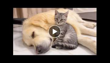 Golden Retriever and Kitten are Inseparable Friends