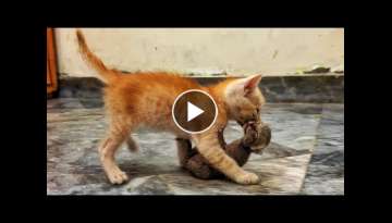 Oh WOW! 8 week old kitten carrying 1 week old kitten in it's small teeth and acts like mom!