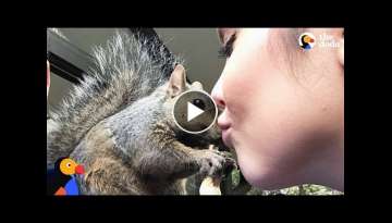 Squirrel Keeps Coming Back To Rescue Mom - GIBBY | The Dodo