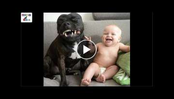 Cute dog - The dog's reaction to the baby for the first time is super fun Cute dog - The dog's reaction to the baby for the first time is super fun