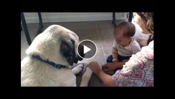 Kangal With A Baby