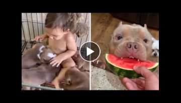 Pitbulls Being Wholesome EP.55 | Funny and Cute Pitbull Compilation
