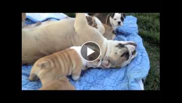 Bella and Bruno's 4 week old english bulldog puppies Bella and Bruno's 4 week old english bulldog puppies