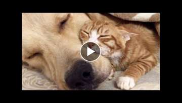 Super Sweet Golden Retriever & Ginger Kitten Will Melt Even the Hardest Heart