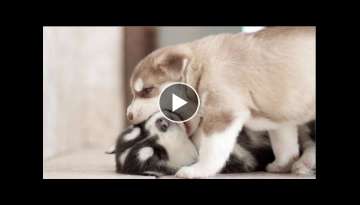 Husky Puppies That Will Make You Laugh Countless Times - Funny and Cute Husky Puppy Moments