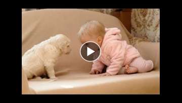 Baby Loves Labrador Puppy because they are best friends | Dog and Baby Compilation