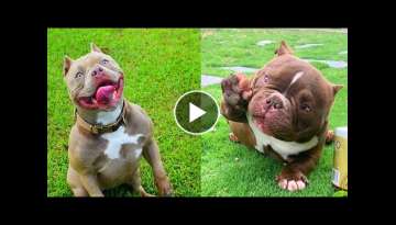 Top Cute American Bully and Pitbull