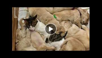 Cat Babysitting Adorable Golden Puppies
