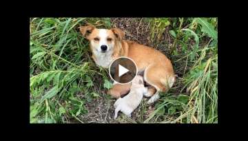Dog mama with a broken heart waits for her owner to come back | Dog Rescue Shelter