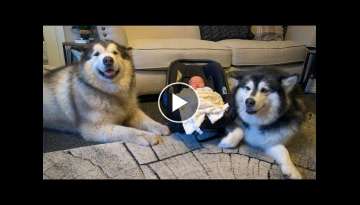 Alaskan malamute meets new baby for the first time (cutest reactions) Alaskan malamute meets new baby for the first time (cutest reactions)