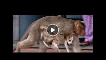 Viral funny monkey and puppy friendship, Cute baby monkey relax and play happily with puppies