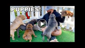 Picking Out My First Dog from Exotic Bully Puppy Farm! Picking Out My First Dog from Exotic Bully Puppy Farm!