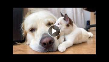 Kitten Shows His Love For Golden Retriever