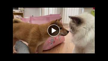 Shiba Inu puppy meets Ragdoll, 8 weeks old Shiba Inu puppy coming to new home