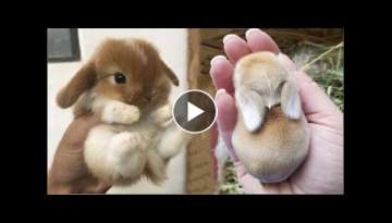 AWW SO CUTE! Cutest baby animals Videos Compilation Cute moment of the Animals