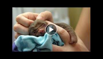 World's Cutest Baby Animals