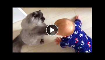 Cats and Babies are BEST FRIENDS - Cute Baby & Cat Compilation