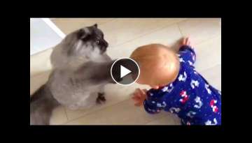 Cats and Babies are BEST FRIENDS - Cute Baby & Cat Compilation Cats and Babies are BEST FRIENDS - Cute Baby & Cat Compilation