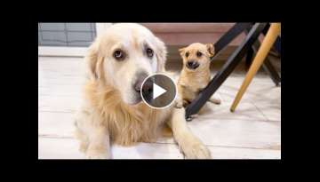 Puppy Confused that Golden Retriever hates kisses Puppy Confused that Golden Retriever hates kisses