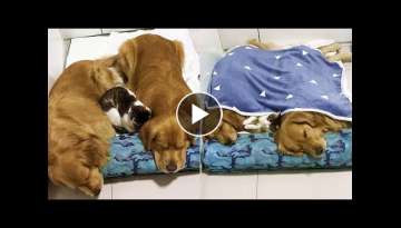 Golden Retrievers And Cat Sleeping Together