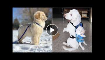 AWW CUTE BABY ANIMALS Videos Compilation cutest moment of the animals 2021 - Soo Cute!