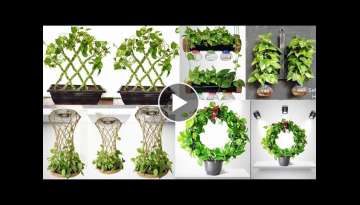 5 Ideas For Growing Money Plant/Money Plant Tree/Money Plant Decoration/Money Plant Ideas/GARDEN4... 5 Ideas For Growing Money Plant/Money Plant Tree/Money Plant Decoration/Money Plant Ideas/GARDEN4...