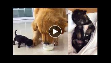 Golden Retriever gets an adorable puppy friend- Little black dog: are you my father