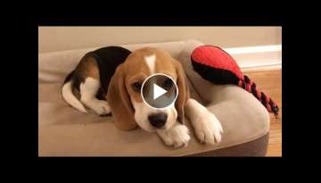 Cute beagle puppy 5 months to 5 years Cute beagle puppy 5 months to 5 years