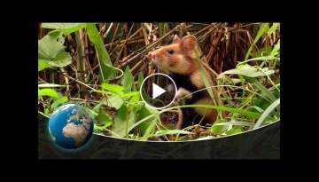 Animals building skills Animals building skills