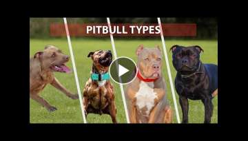 Types of PITBULL Breeds that are Popular Today Pitbull Types