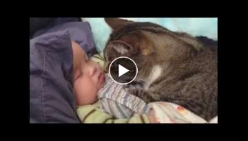 Cats Love Babies