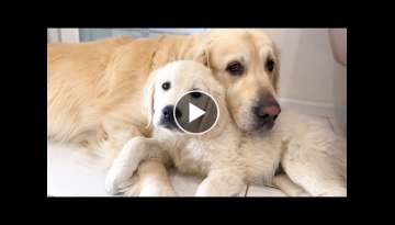 What does a Family of Golden Retrievers look like - Dog Bailey and Puppy Mia