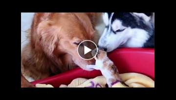 Golden Retrievers and Husky Welcomes Tiny Baby Kittens