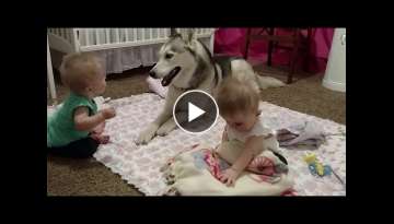Husky adorably plays with twins