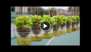 Hanging Garden Growing Lettuce Without Watering, High Productivity