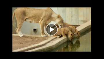 Mom knocks lion cub into the water