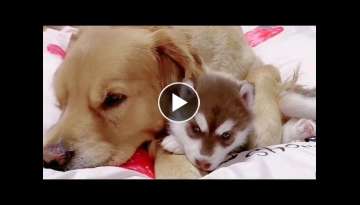 Golden Retriever Cares for Baby Husky Pups