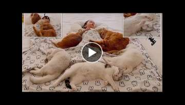Heart-Melting Moment Little Girl Enjoys a Cosy nap As Her Five Cats Doze Off Around Her