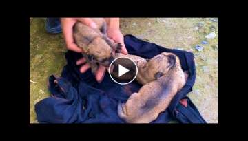 Rescue 3 NewBorn Puppies Abandoned Inside a Blanket