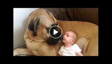 English Mastiff and Baby Compilation English Mastiff and Baby Compilation